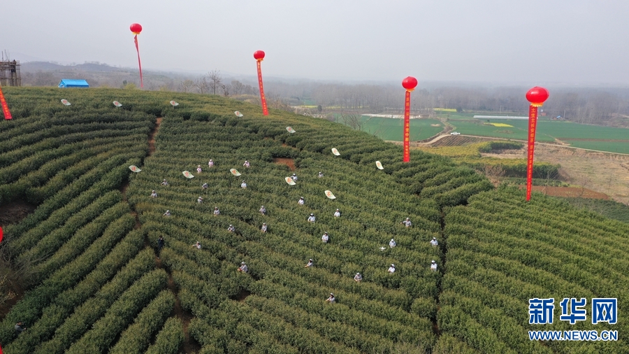 南陽桐柏：生態茶園喜獲豐收