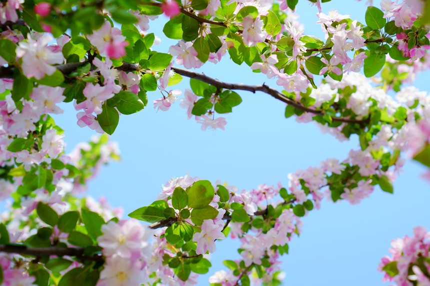 河南汝陽：繁花似錦滿眼春