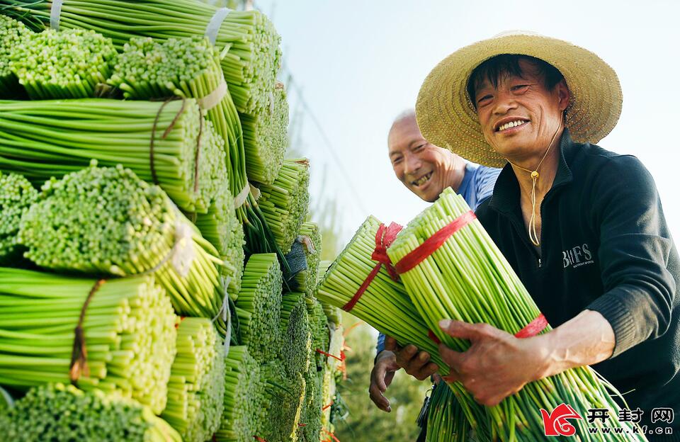 開封尉氏：蒜苔大豐收