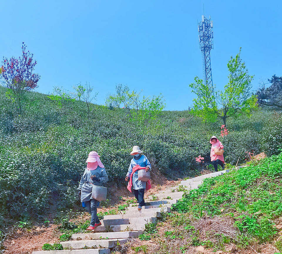 【客戶端轉發】信陽老寨山：人間四月天 茶山開杜鵑