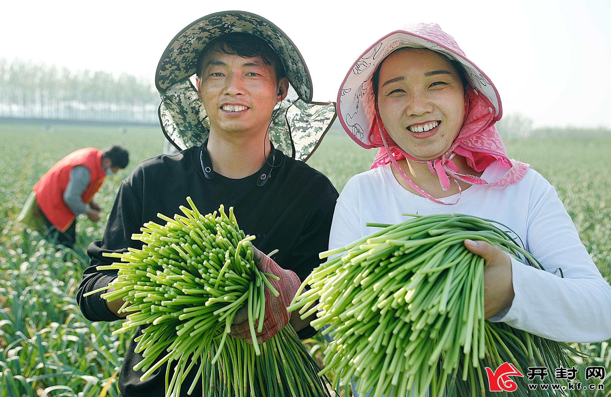 開封尉氏：蒜苔大豐收