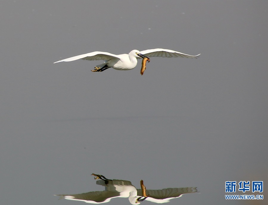 河南商丘：岸綠水清景美 白鷺蹁躚起舞