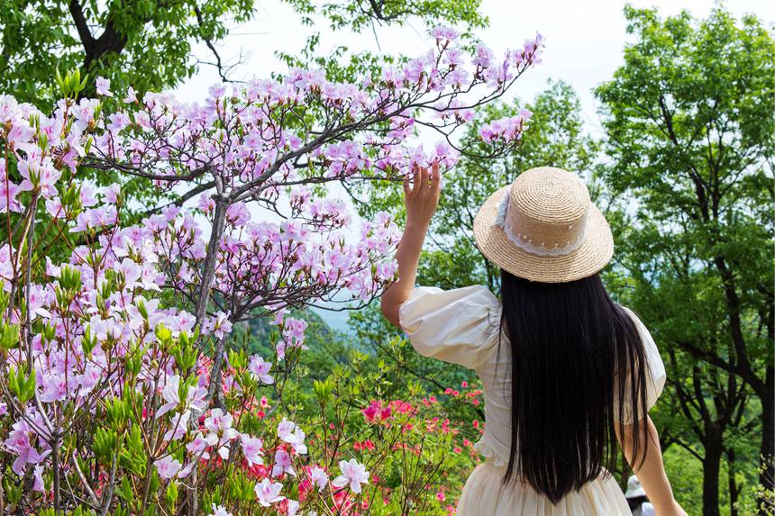 平頂山魯山：杜鵑花開滿山崗