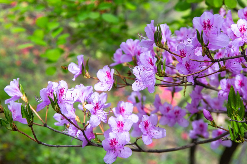 平頂山魯山：杜鵑花開滿山崗