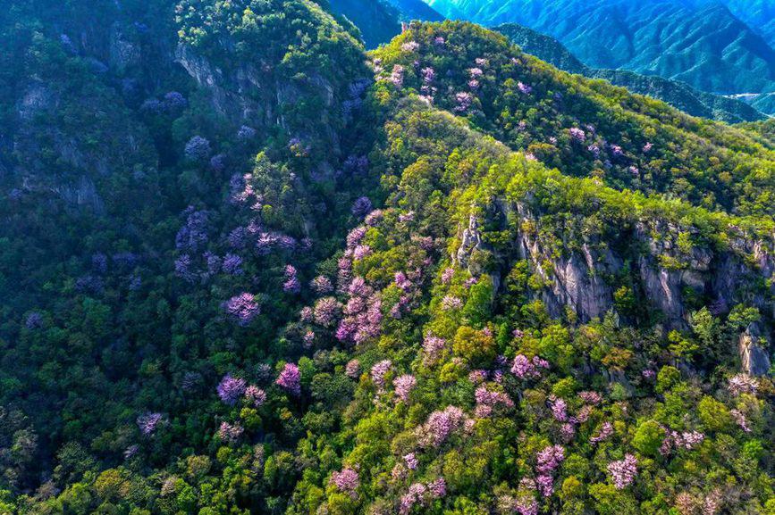 河南魯山：紫荊花開漫山谷