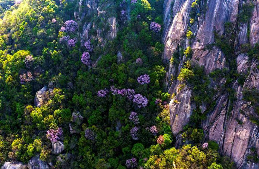 河南魯山：紫荊花開漫山谷