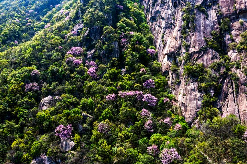 河南魯山：紫荊花開漫山谷