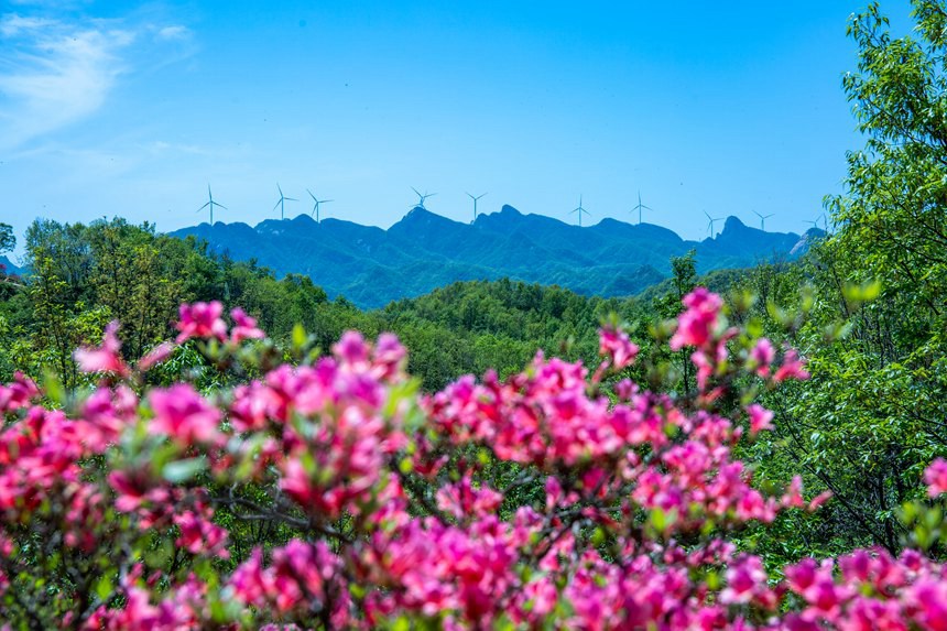 平頂山魯山：杜鵑花開滿山崗