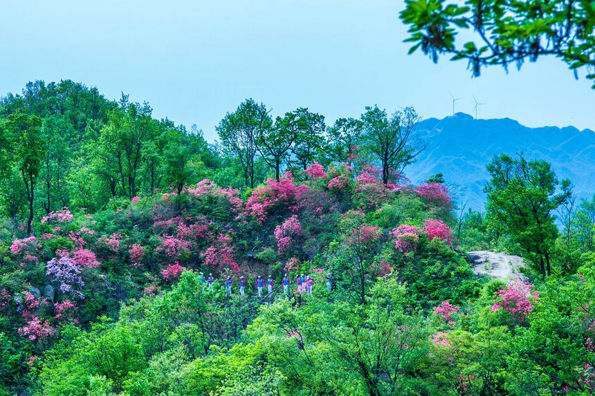 平頂山魯山：杜鵑花開滿山崗