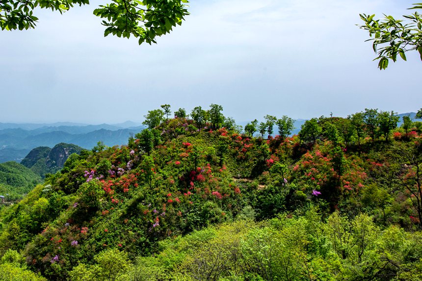 平頂山魯山：杜鵑花開滿山崗