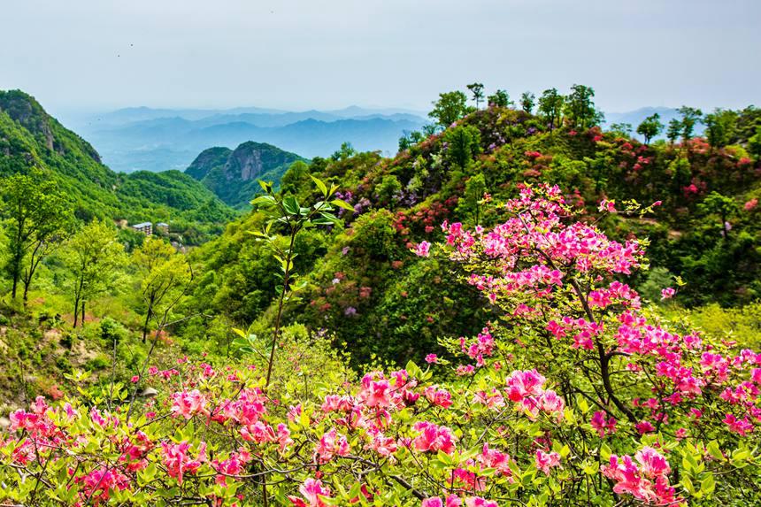 平頂山魯山：杜鵑花開滿山崗