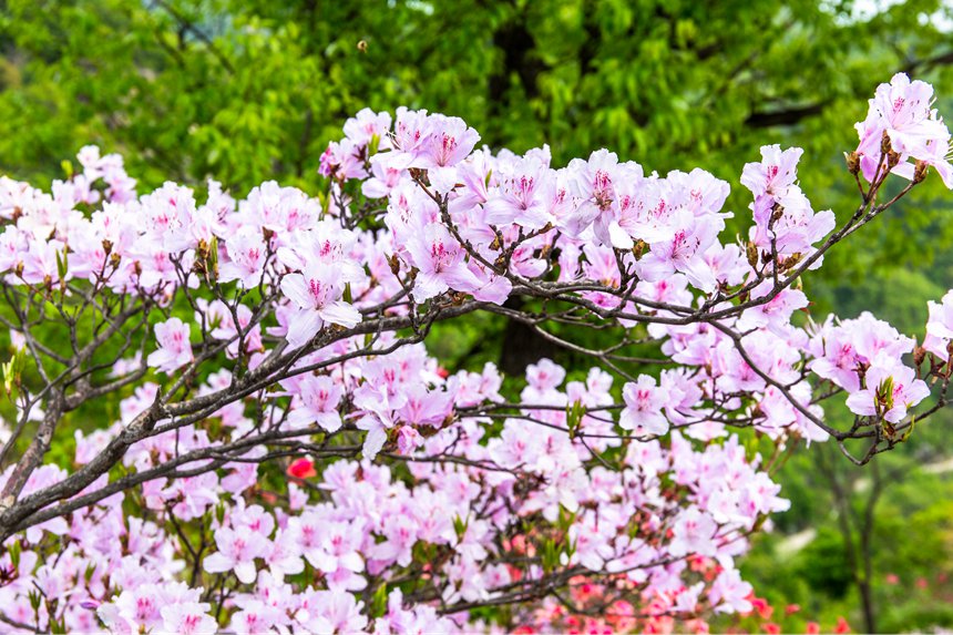 平頂山魯山：杜鵑花開滿山崗