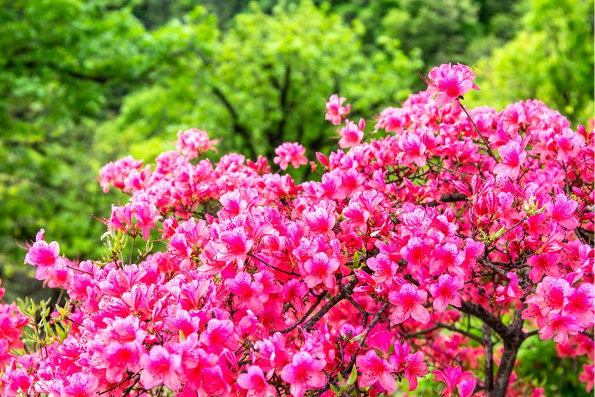 平頂山魯山：杜鵑花開滿山崗