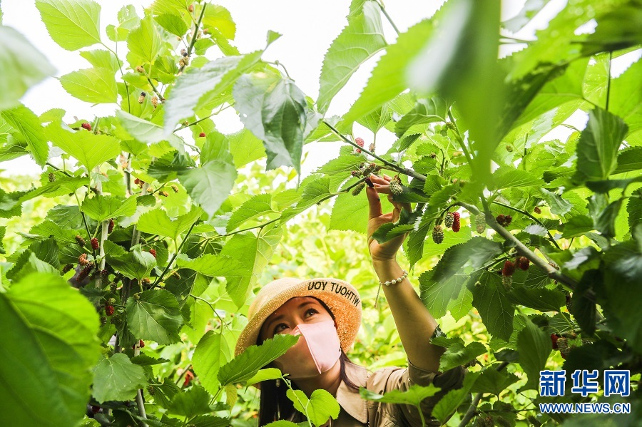 河南商丘：桑葚果熟挂滿枝