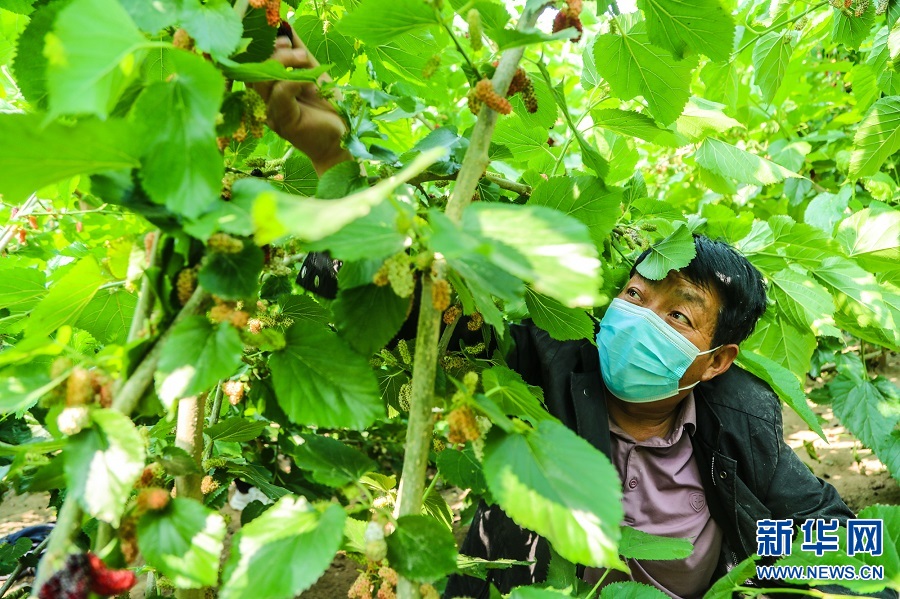 河南商丘：桑葚果熟挂滿枝