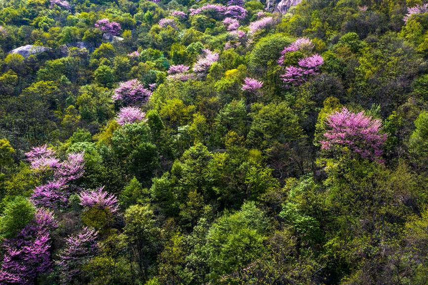 河南魯山：紫荊花開漫山谷