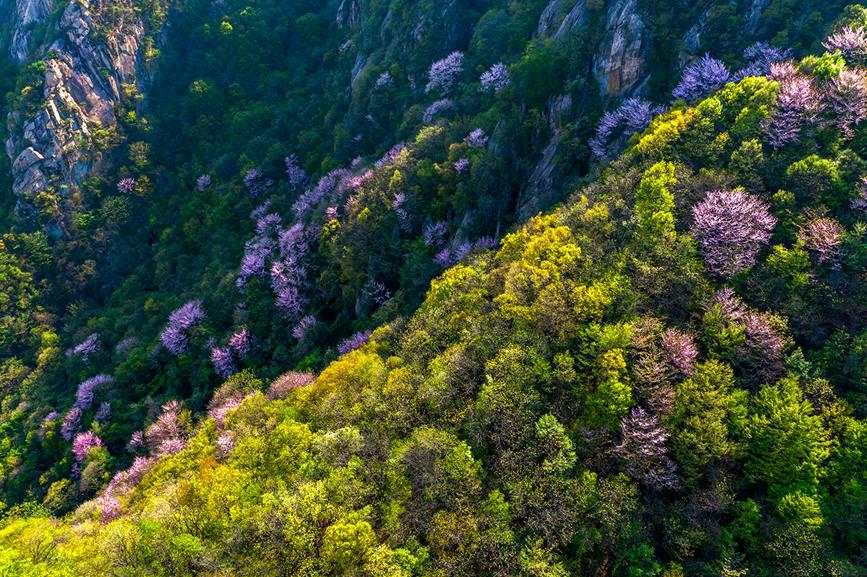 河南魯山：紫荊花開漫山谷