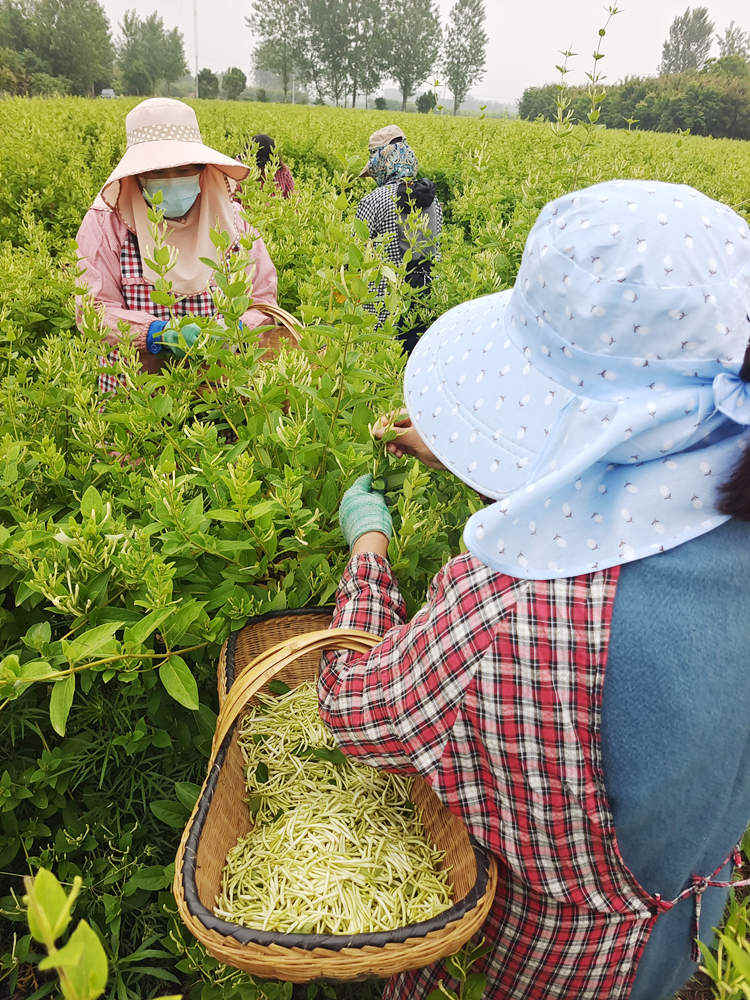 【客戶端轉發】信陽市羅山縣東鋪鎮：金銀花開採摘忙