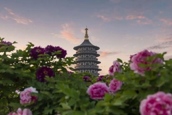 “牡丹國色動神都”小程式上線 隋唐洛陽城邀您雲種花