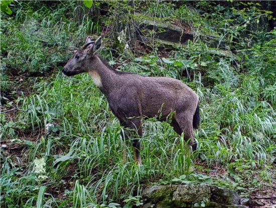 南陽市內鄉縣：“科技之眼”保護野生動物_fororder_紅外相機拍攝的中華斑羚 供圖 內鄉縣寶天曼國家級自然保護區