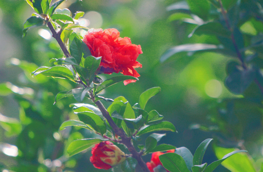 河南安陽：石榴花熱情綻放 驚艷了夏日