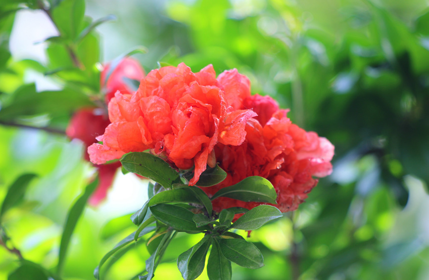 河南安陽：石榴花熱情綻放 驚艷了夏日