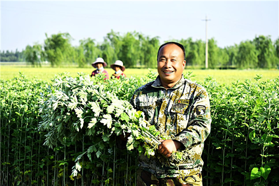 安陽湯陰伏道鎮：“小艾草”托起“大産業”_fororder_圖片12