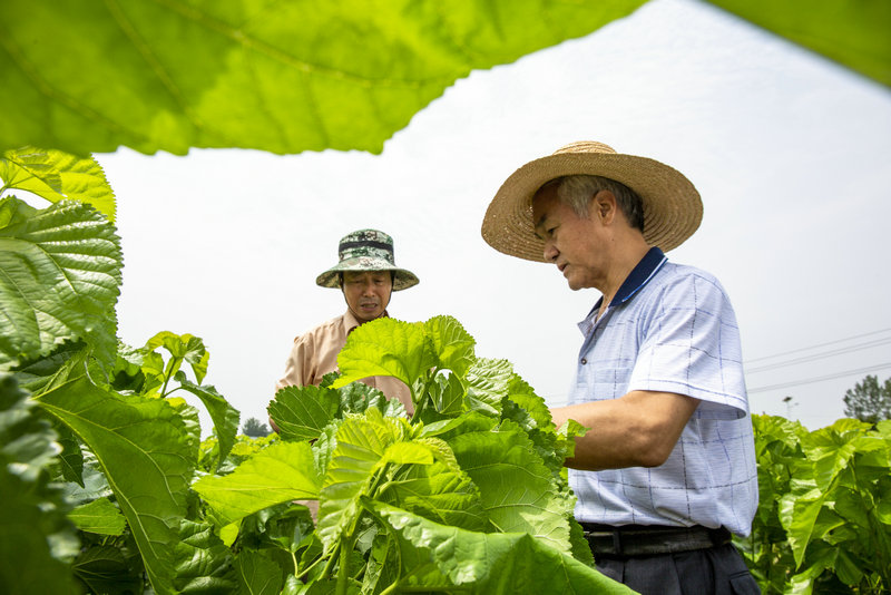 （有修改）【B】蠶業首席科學家魯成到平頂山市魯山縣指導夏蠶生産