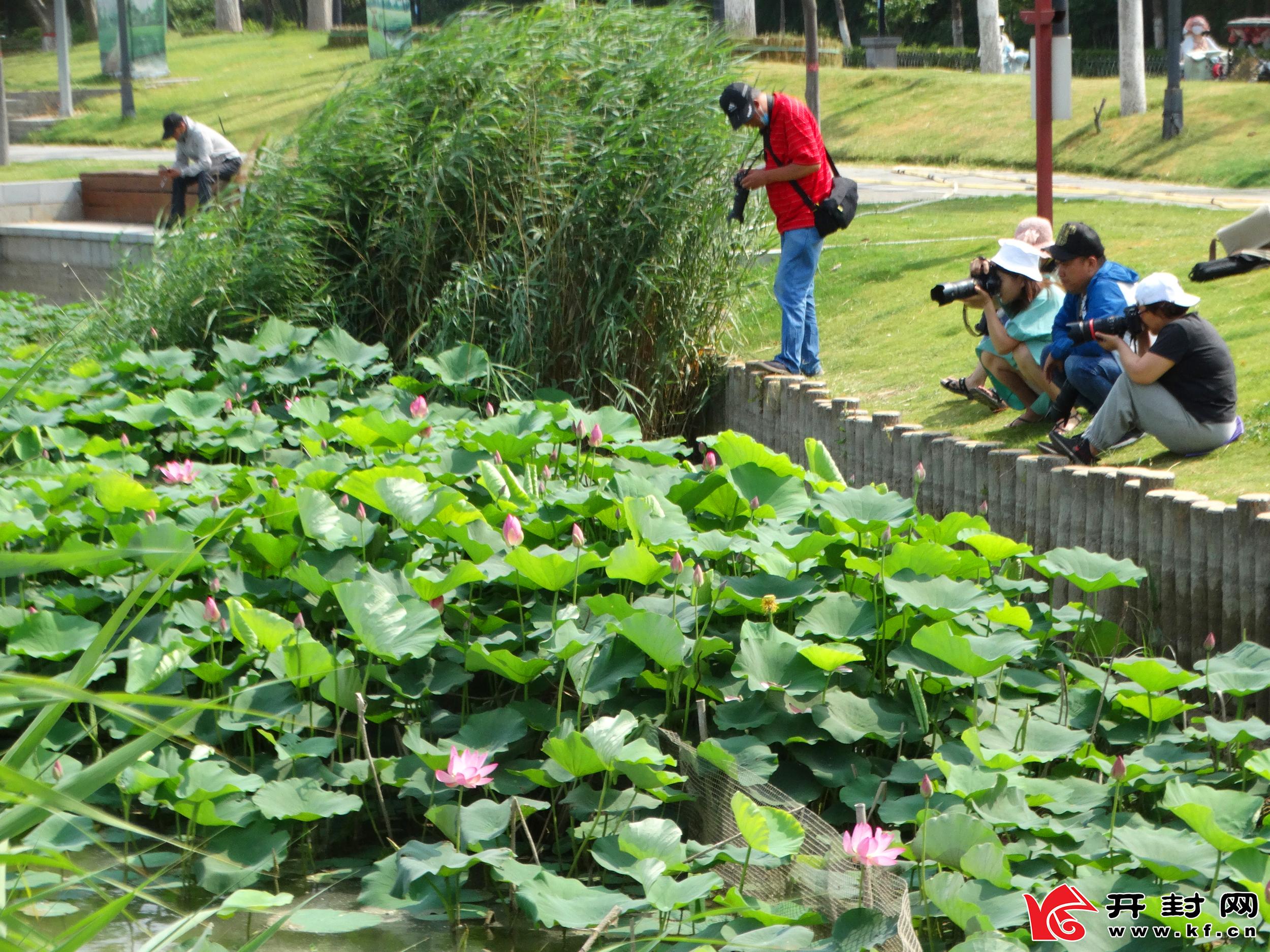 開封西北湖濕地公園：荷花開 引客來