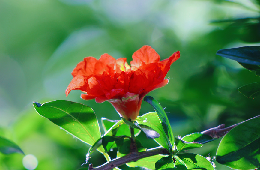 河南安陽：石榴花熱情綻放 驚艷了夏日