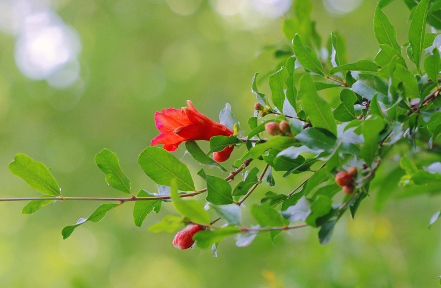 河南安陽：石榴花熱情綻放 驚艷了夏日