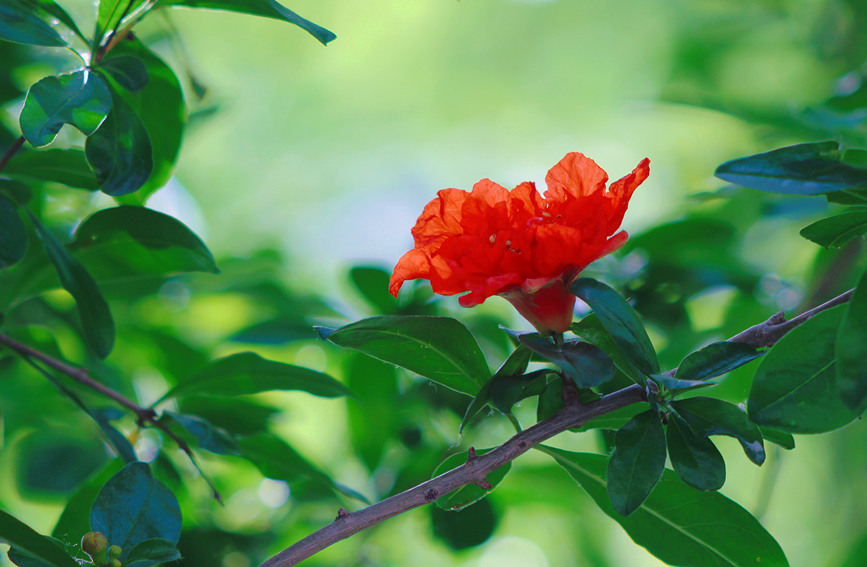 河南安陽：石榴花熱情綻放 驚艷了夏日