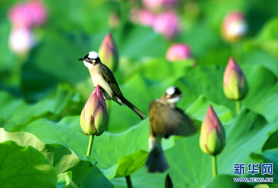 河南南陽：生態好 荷花艷 鳥兒歡