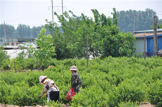 濮陽市濮陽縣清河頭鄉：萬畝金銀花喜獲豐收 村民樂開花_fororder_圖片6