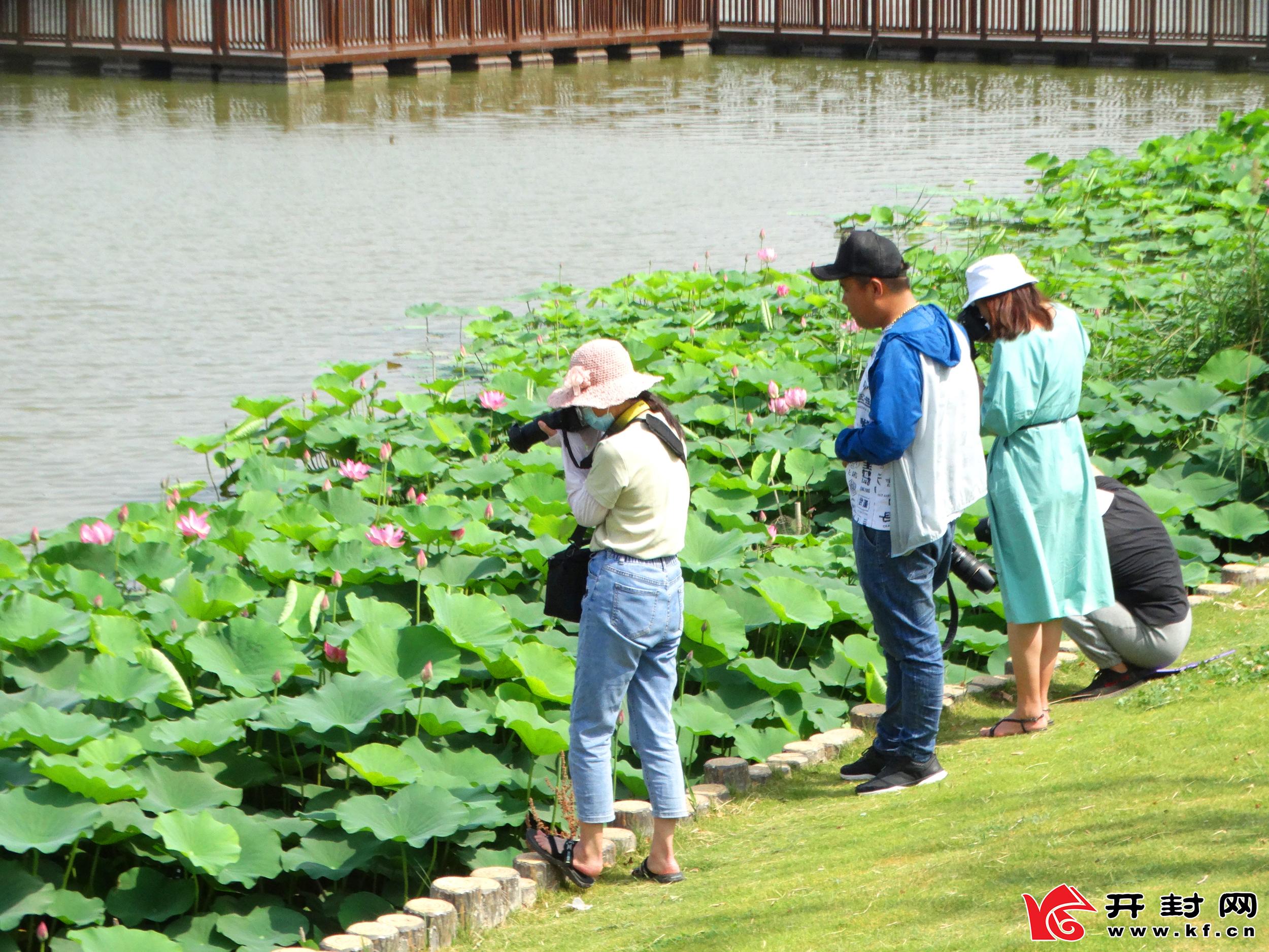 開封西北湖濕地公園：荷花開 引客來