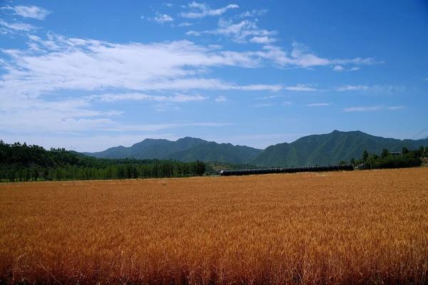 【客戶端轉發】洛陽欒川：風吹麥浪香 農耕研學忙