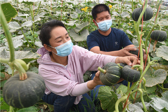 開封杞縣：“貝貝”小南瓜 致富大産業_fororder_豐收的喜悅 劉銀忠 攝