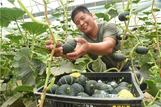 開封杞縣：“貝貝”小南瓜 致富大産業_fororder_萬志剛在採摘貝貝南瓜 劉銀忠 攝