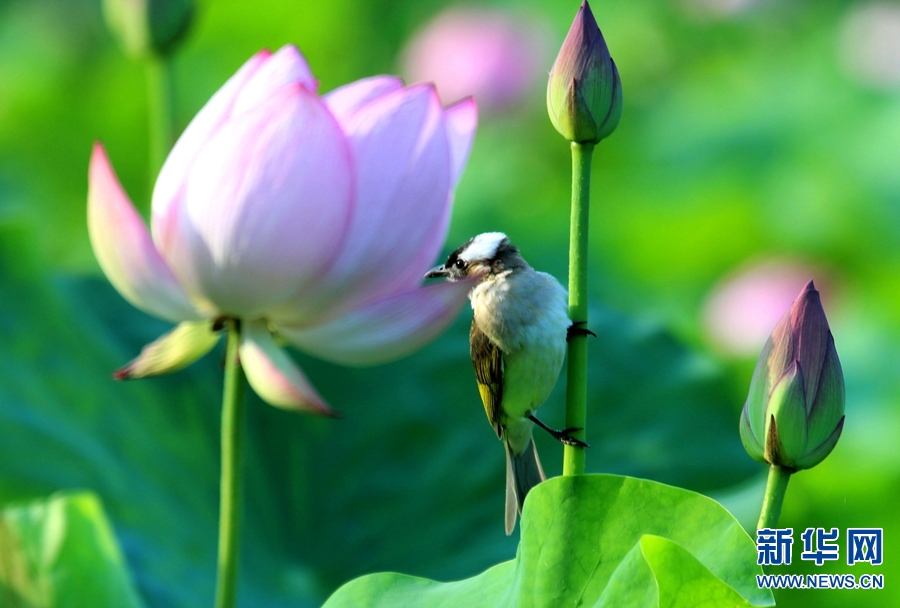 河南南陽：生態好 荷花艷 鳥兒歡