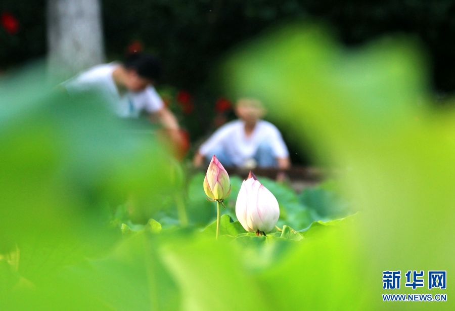 河南南陽：生態好 荷花艷 鳥兒歡