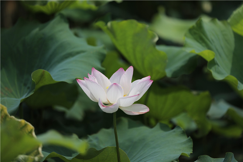 信陽平橋：郝堂荷花開 帶熱鄉村遊_fororder_出淤泥而不染，濯清漣而不妖 余夢周攝。.JPG