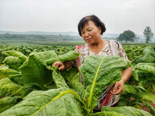 【河南供稿】河南郟縣白廟鄉脫貧戶張會敏：俺也要做新時代的追夢人