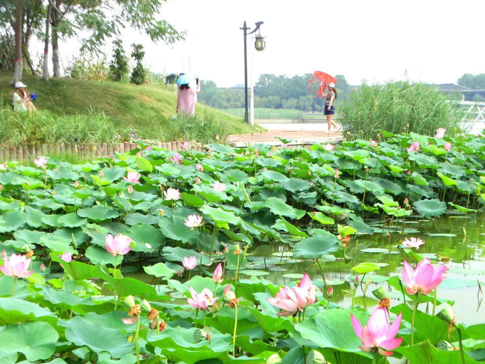 河南開封：荷花嬌艷引客來