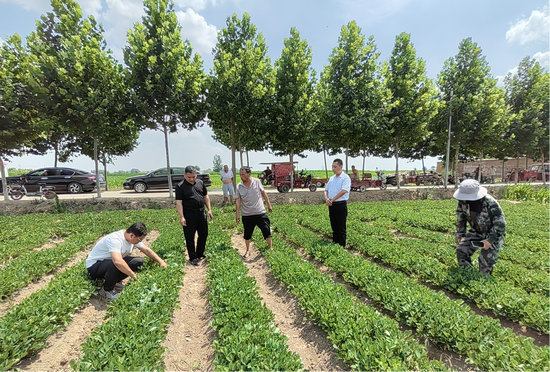 【原創】開封杞縣：田間地頭送技術 為民服務保豐收_fororder_服務團在杞縣邢口鎮王寺寨村田間技術服務