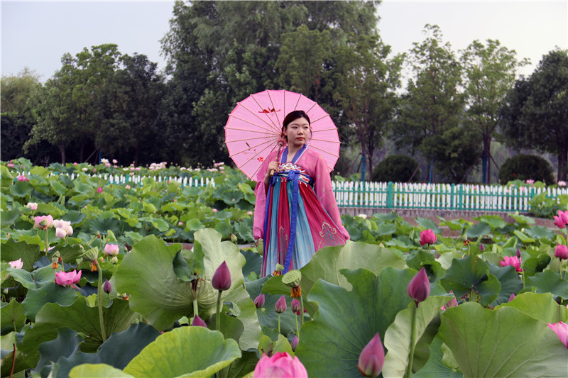 南陽鎮平：荷花開 遊客來_fororder_荷花宮樣美人粧.JPG