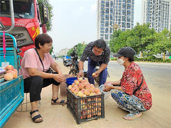 安陽湯陰：桃子豐收採摘忙 樹梢挂滿“致富果”_fororder_圖片4