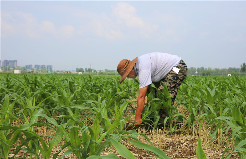 平頂山寶豐：小暑至 農事忙_fororder_7-06 175