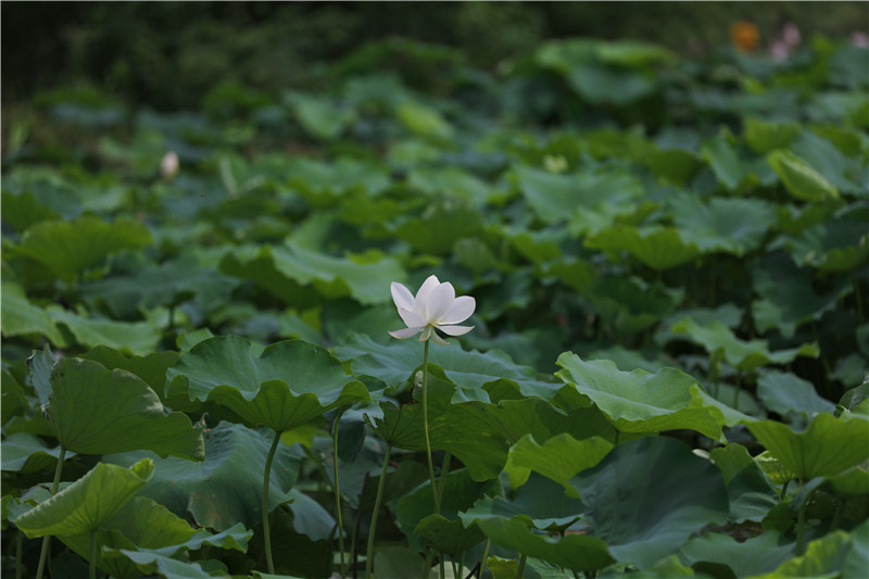 信陽平橋：郝堂荷花開 帶熱鄉村遊_fororder_在遠離喧囂的荷塘深處，與一朵白蓮相遇。余夢周 攝.JPG