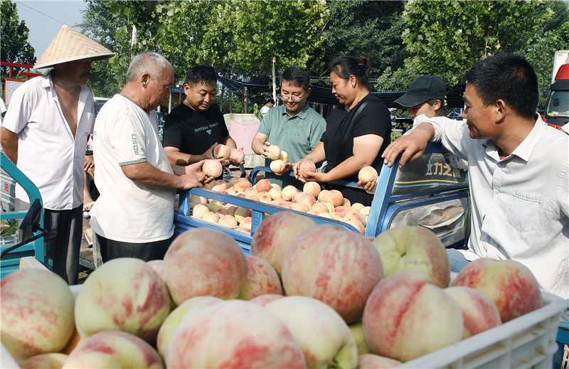 麥收過後 開封市尉氏縣上萬畝桃園迎來大豐收_fororder_圖片8