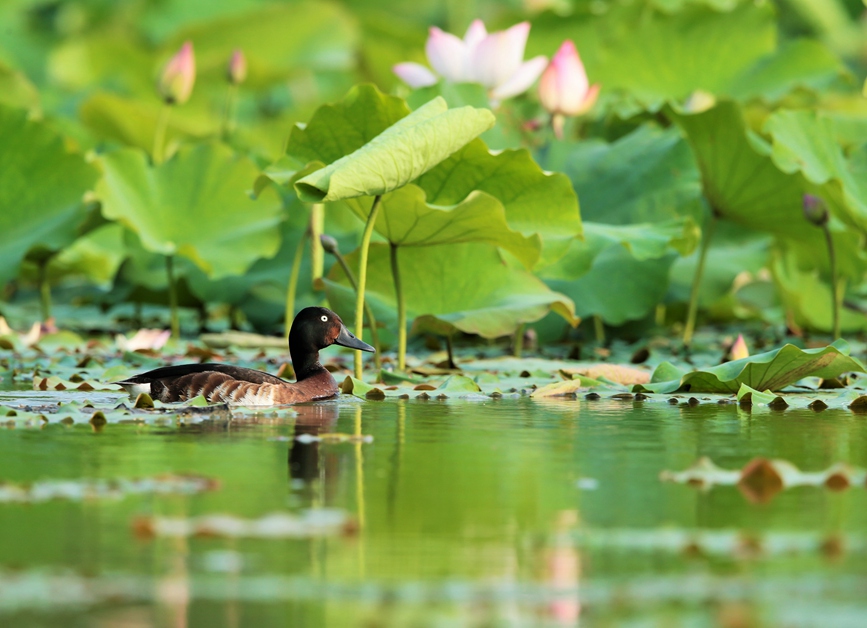 新鄉封丘：水鳥戲荷夏意濃